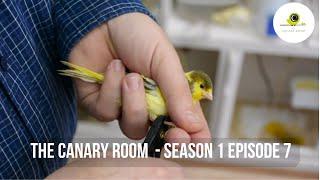 The Canary Room - Season 1 EPISODE 7