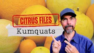 The Citrus Superstar You Didn't Know You Needed: Kumquats