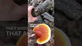 This is how Reishi mushrooms grow