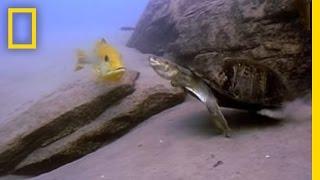 Cichlid Parents vs. Terrapin | National Geographic