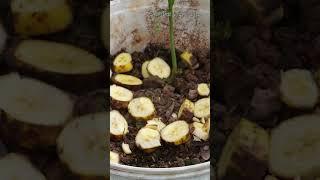 The tree grows well thanks to ripe bananas - Garden Ideas Tips