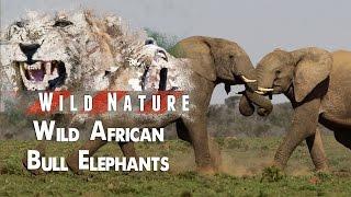 Raging bull elephants fight for supremacy | WILD NATURE