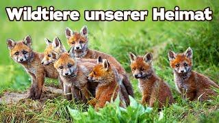 Wildtiere unserer Heimat (Dokumentation auf Deutsch in voller Länge, ganze Tierdokus auf Deutsch)