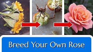 Breed Your Own Rose: Hybridize in 4 Steps