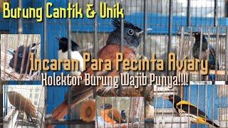 Burung Unik, Cantik & Langka Incaran Para Pecinta Aviary || KOLEKSI GALERI KICAU LUBUKLINGGAU.