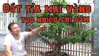 Hướng dẫn cắt tỉa tạo tán cây mai | Bonsai và làm vườn