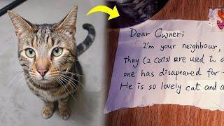 Owner Is Shocked When His Cat Returns From Walk With Strange Note Around His Neck!