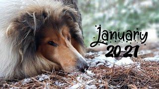 January 2021 Thunder the rough collie