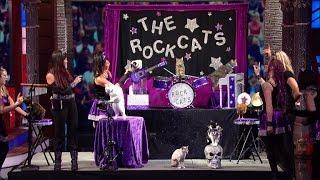 The Rock Cats Are Your New Favorite Band