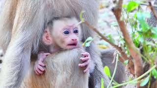 The cutest little monkey in the jungle!  #BabyMonkey #TooCute #WildBaby #NatureLove