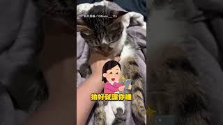 【zzz】貓貓の軟爛日常 拍照狂倒 網笑:奪累?｜寵物｜貓咪｜累｜拍照｜逗趣｜可愛