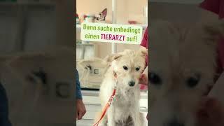 Allergie beim Hund? Das sind Anzeichen