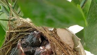 Live : Baby Birds Video ️️ Nature Morning ️ #babybird #nature #live #birds #meditation