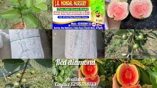 J R Mondal Nursery Hindi and red diamond Goava