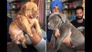 Tips for Guard Dog | Puppy Breeds Owner's | AM | American Bully | French Mastiff | Bhola Shola Films