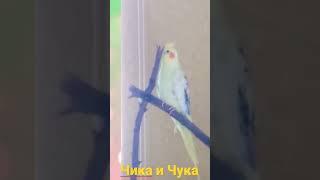 Fanny Cockatiel. Cockatiel Screaming For Attention. Male Cockatie lSound. Cockatiel male singing 