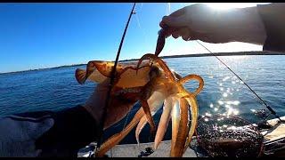 INSANE Squid Fishing in Australia