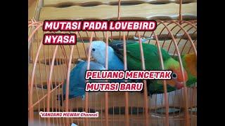 MUTASI PADA LOVEBIRD NYASA