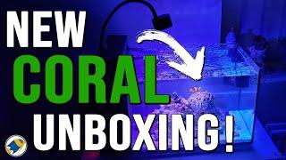 Unboxing Live Coral from eBay- MR BRIGHTFRYED