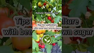 Tips for agriculture with beer and brown sugar #shortvideo #youtubeshorts #plants #viralvideo