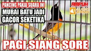 MURAI BATU IKUT GACORUNTUK PEMULA MELATIH MENTAL FIGHTER