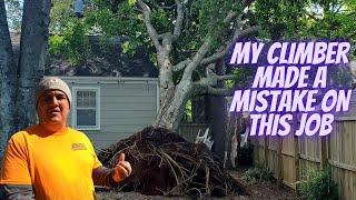 This Tree and Stump Grinding Job Cost Me