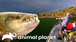 Jeremy Wade’s Deadliest River Predators | River Monsters | Animal Planet