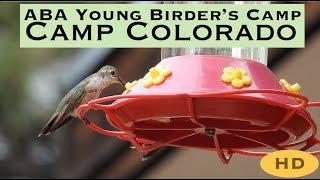 2019 Camp Colorado American Birding Association