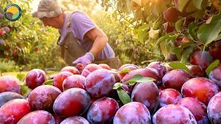 Exploring Prunes Production: Picking Billions of Plums in California | Farming Documentary