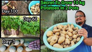 10 आलू से 10 किलो आलू गमले में उगाने का अजब गजब तरीका | How to grow tons of Potatoes in containers