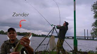 Zander auf Köderfisch