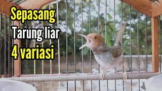 SERU !!, PRENJAK GACOR [ Sepasang Prenjak Gacor Tarung di Alam Liar, Lagu Bervariasi ]