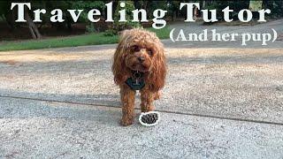 Day in the life of a traveling TUTOR & HER PUPPY [VLOG 4]