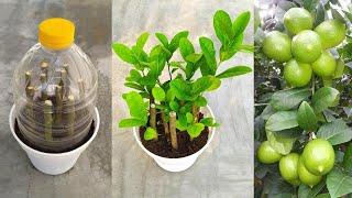 How to propagate lemon tree from cuttings || grow lemon tree cuttings in tea leaves