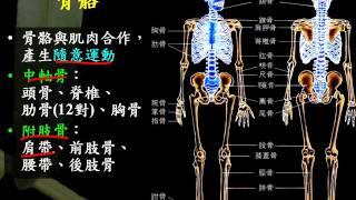 基生3 5 06人體骨骼簡介一正g