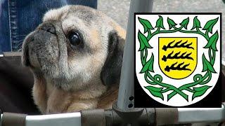 Winnenden : Mopsparade / Pug Parade