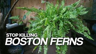 Stop Killing Your Boston Ferns! Full Care Guide