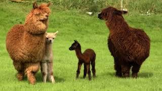 Alpacas, Lamas, Guanacos, Vicunas (HD1080p)