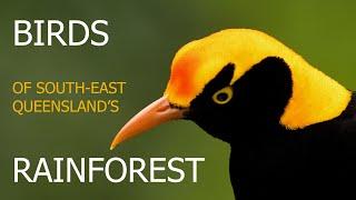 Birds of South East Queensland Rainforest. Episode 1.Chapter1.
