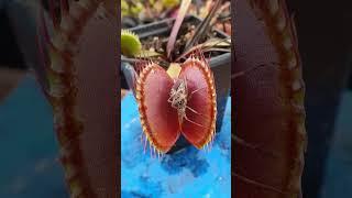 Venus Plant Eating and Pooping #nature #wildlife #viralshorts #shorts #youtubeshorts  #funny