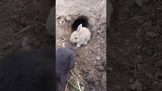 RABBIT, OMG Animals SOO Cute! AWW Cute baby animals, CUTEST moment of the Animal Planet 兔子 #629