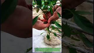 How to Branch Pepper Plants for Bigger Harvests #002 #PepperGrowing #Gardening Tips #PlantCare