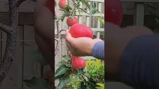 Harvesting Crunchy and Sweet Gala Apples  from small Apple Tree #shorts #apple #backyardgardening