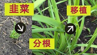 韭菜分根移植, 做对这一步, 韭菜一定发旺 | Root transplanting of leeks, do this step right, leeks must be prosperous