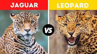 Jaguar Vs Leopard Fight Comparison || Who Would Win? || Leopard Vs Jaguar Difference