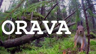 Orava 1h