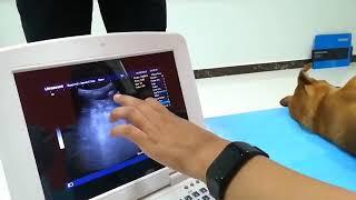 Veterinary ultrasound Scanner