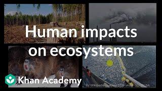 Human impacts on ecosystems | Biodiversity and human impacts | High school biology | Khan Academy