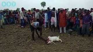 Animal Sacrifice is Bali, - Bakre Ki Bali - Kali Mata Ki Poja