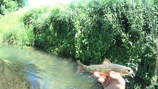 Wisconsin Trout Fishing - 7/6/2024